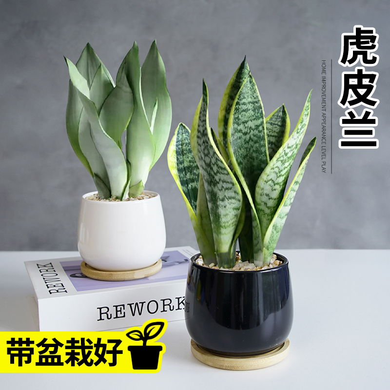 美观绿植四季长青客厅办公桌