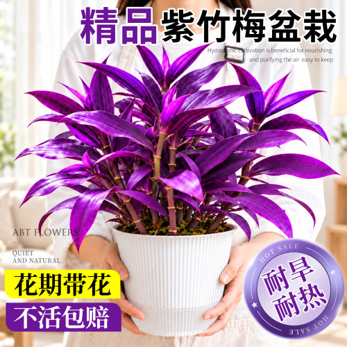紫竹梅盆栽花卉绿植室内外阳台好养紫色吊兰植物办公室桌面紫罗兰