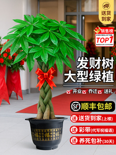 大型发财树客厅盆栽大棵绿植物室内乔迁新店开业摆件旺宅老桩盆景