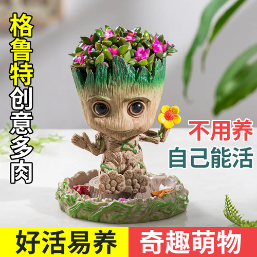 格鲁特鸟窝小花盆多肉植物仙人球仙人掌办公室桌面diy摆件好养活
