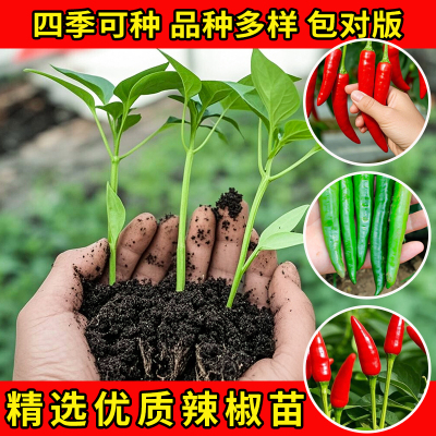 樟树港辣椒苗秧苗四季小米椒螺丝椒新鲜正宗高产室内阳台种植蔬菜