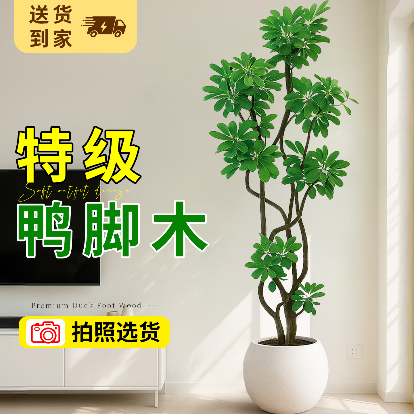 鸭脚木大型绿植花卉盆栽