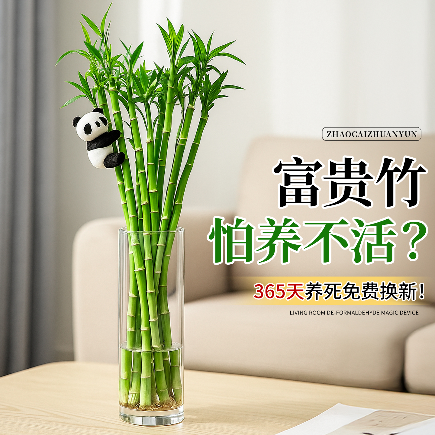 富贵竹水培植物客厅招财文昌竹