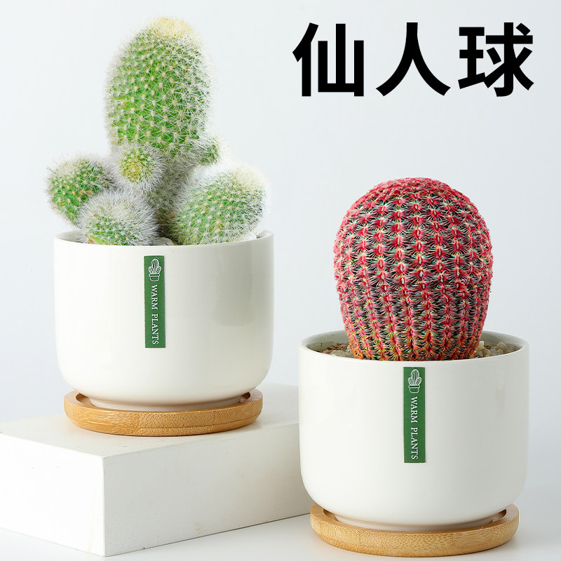 金丝猴仙人球室内小盆栽多肉植物星兜仙人掌科浓桃精品名贵好养活