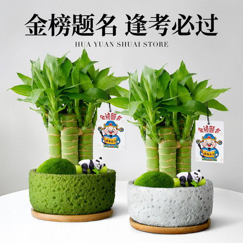 文昌竹4支金榜题名盆栽