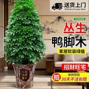 八方来财鸭脚木盆栽开业送礼高级感客厅大绿植室内大型植物鹅掌柴