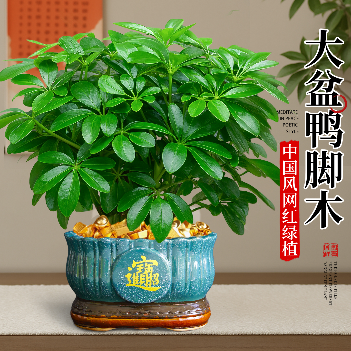 鸭脚木盆栽客厅绿植花卉室内八方来财鸭掌木办公室植物桌面好养活