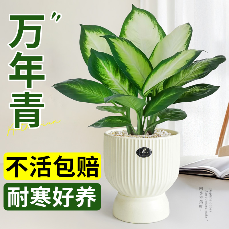 万年青绿植小盆栽摆件室内高级感客厅家庭旺宅卧室桌面好养活四季