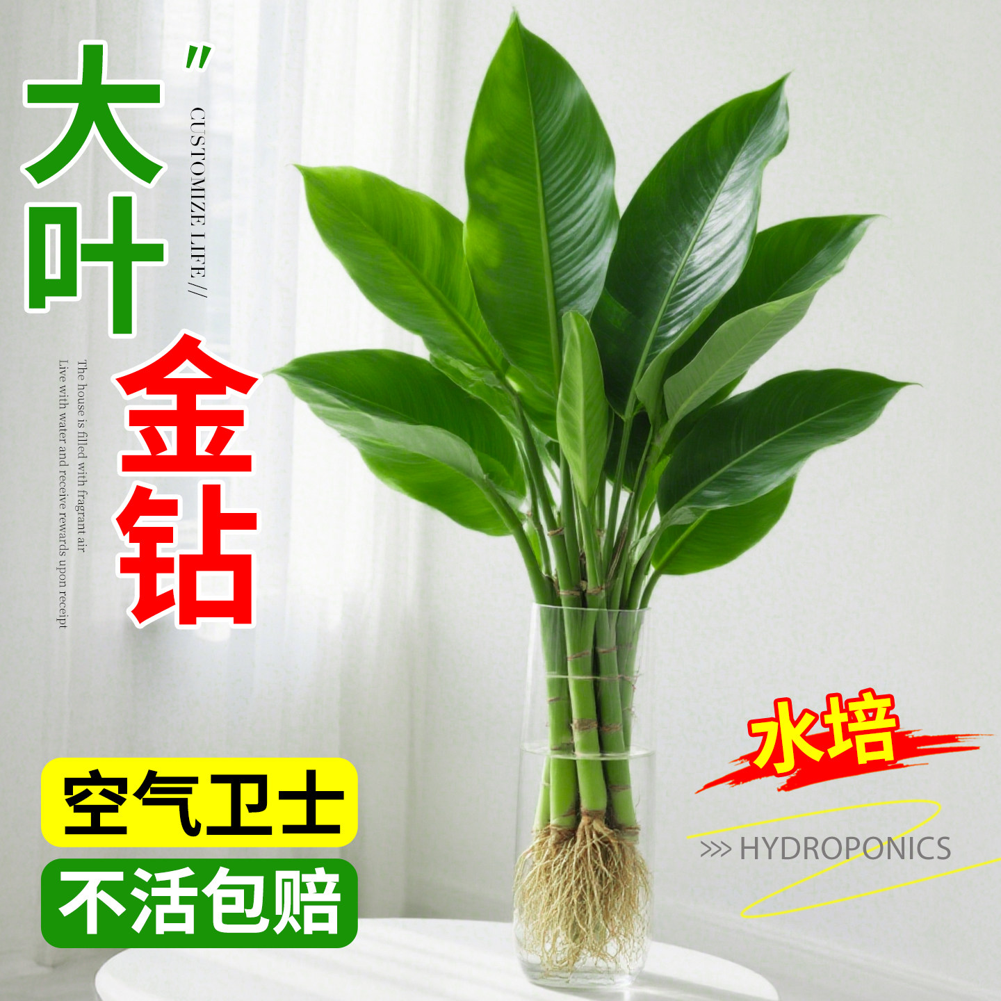 大叶金钻盆栽水培植物绿公主绿植图片