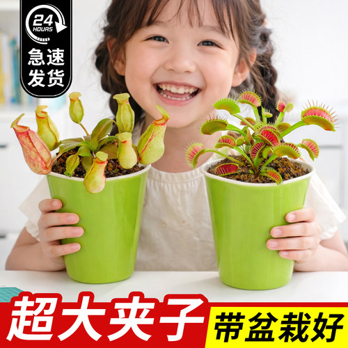 捕蝇草盆栽食虫植物吃虫子猪笼草