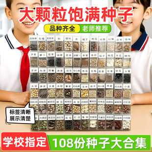 科普种子标本五谷豆子蔬菜水果学生认知鉴别幼儿园植物角种子大全