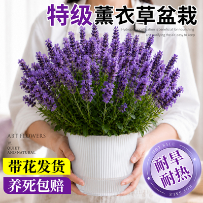 薰衣草盆栽花苗驱虫驱蚊植物鲜花卉绿植客厅办公室内桌面四季好养
