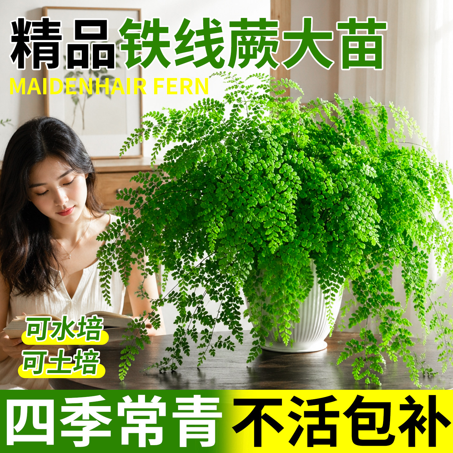 铁线蕨盆栽铁丝草阳台易活耐阴好养蕨类植物四季常绿室内观叶绿植