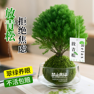 雾凇小盆栽放轻松青松雾松水培绿植好养办公室内工位稳定情绪神器