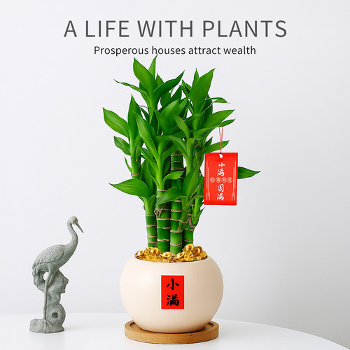 富贵竹小盆栽绿植室内植物客厅招财竹子节节高办公室桌面四季盆景