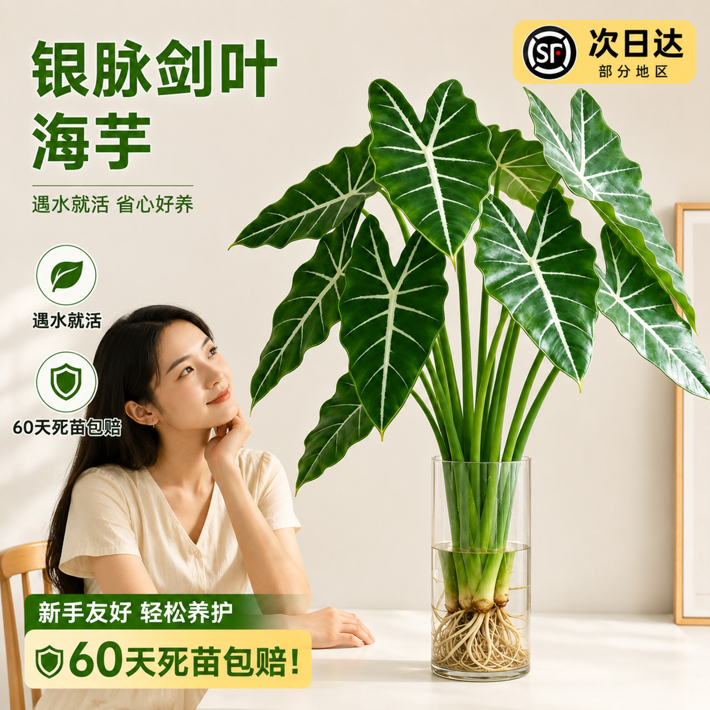 绿天鹅绒海芋水培植物室内绿植盆栽观叶大叶办公室桌面摆热植好养