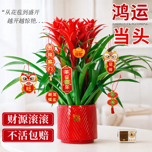 鸿运当头盆栽带花凤梨室内绿植物花卉客厅办公室桌面盆景四季好养