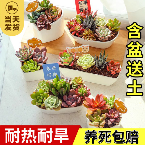 白瓷盆多肉组合盆栽带盆种好发货