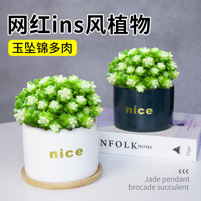 观赏办公桌新玉缀净化空气