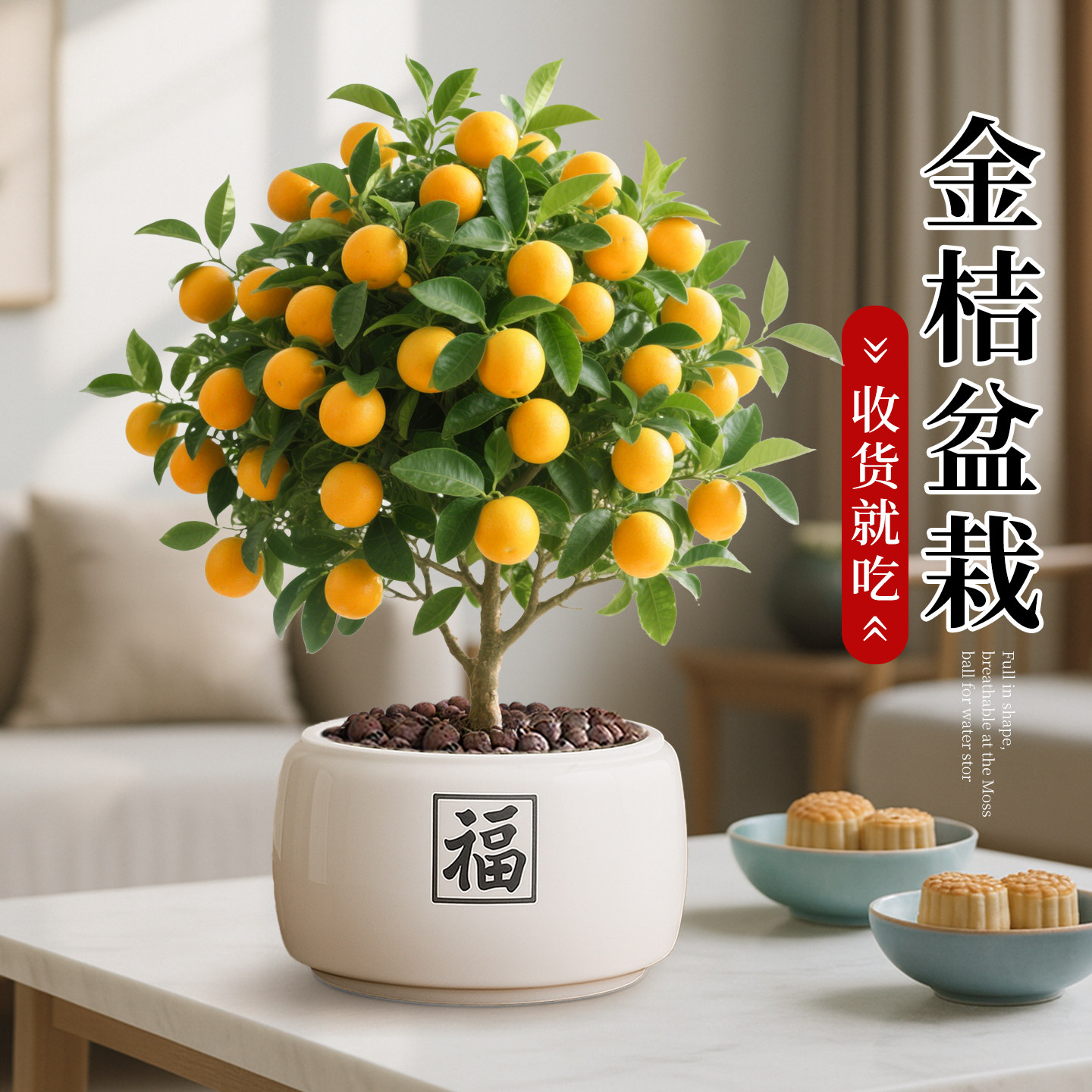 四季脆皮金桔树盆栽带果可食用年宵花小橘子客厅室内好养花卉绿植