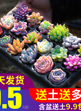 多肉植物幼儿园组合小盆栽绿植花卉玉露好养室内桌面肉肉多头群生