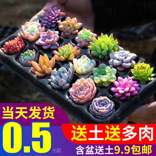 多肉植物幼儿园组合小盆栽