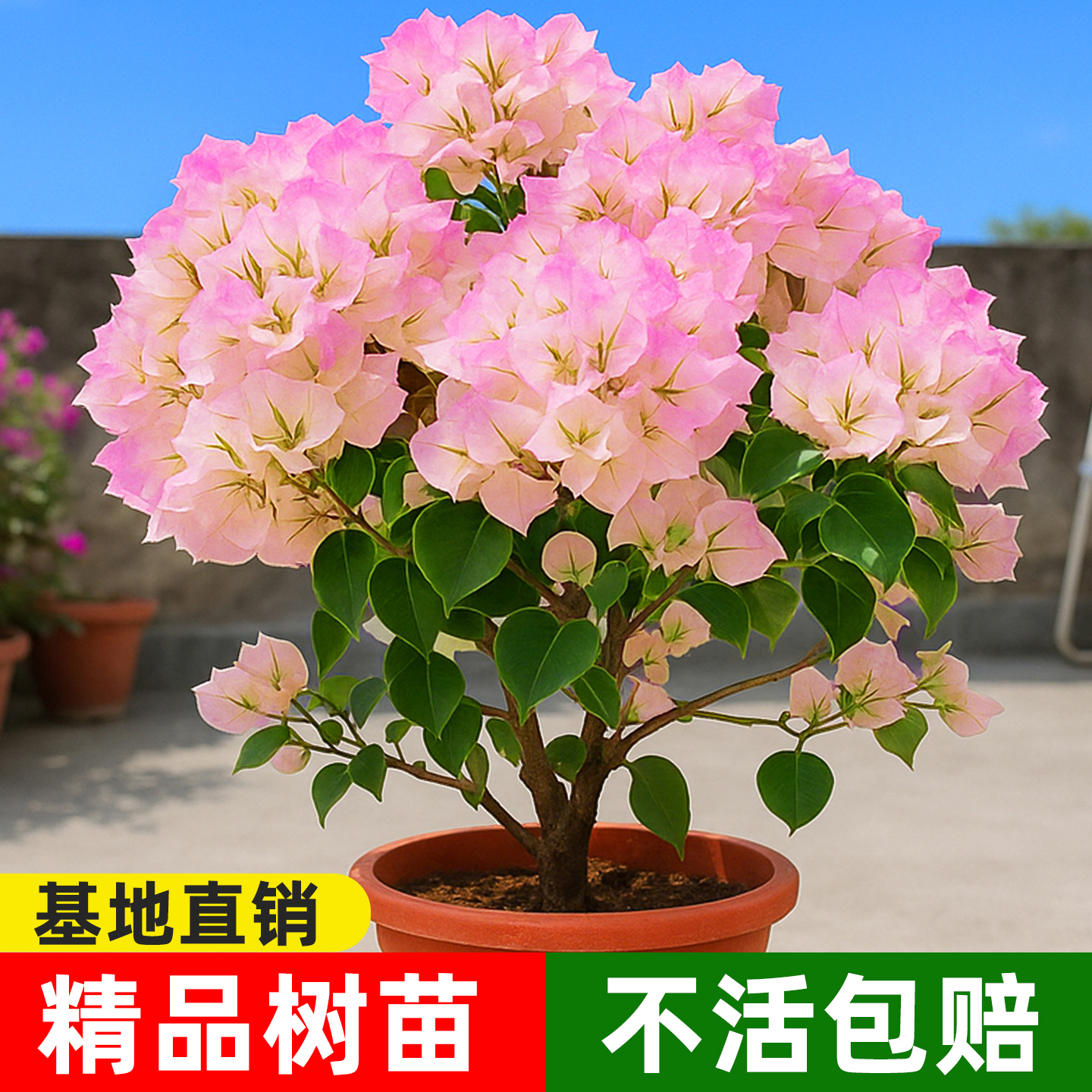 三角梅高端树苗带花盆栽绿樱爬藤重瓣老桩勤花红樱精品庭院绿植物