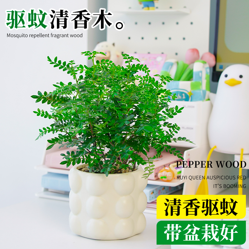 正宗清香胡椒木盆栽老桩大颗树苗办公室桌面驱蚊四季草绿植物盆景