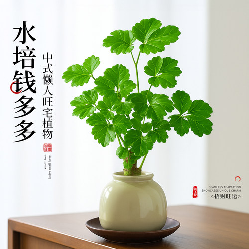 钱多多福禄桐小盆栽四季植物中式禅意办公室工位桌面招财旺宅盆景
