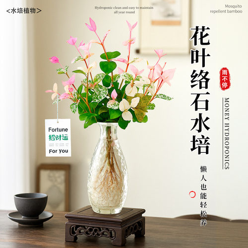 水培花叶络石盆栽彩叶植物客厅室内办公桌面盆栽新手好养爬藤绿植