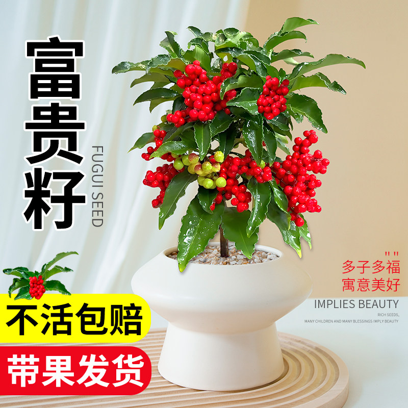 富贵籽盆栽带红果老桩大绿植金玉满堂招旺财黄金万两植物年宵花卉