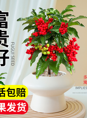 富贵籽盆栽带红果老桩大绿植金玉满堂招旺财黄金万两植物年宵花卉