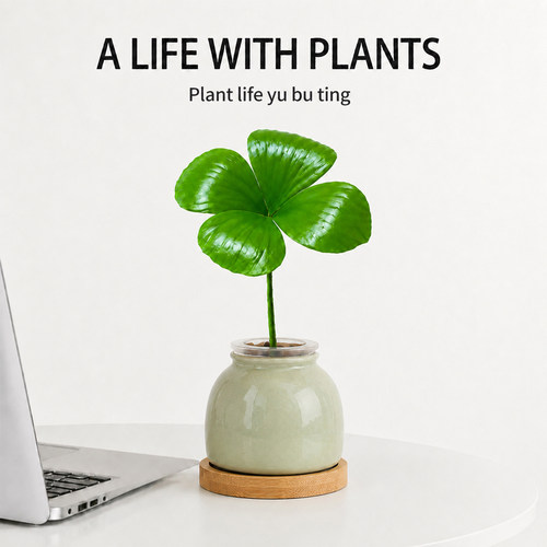 幸运四叶草墨西哥铁树水培植物