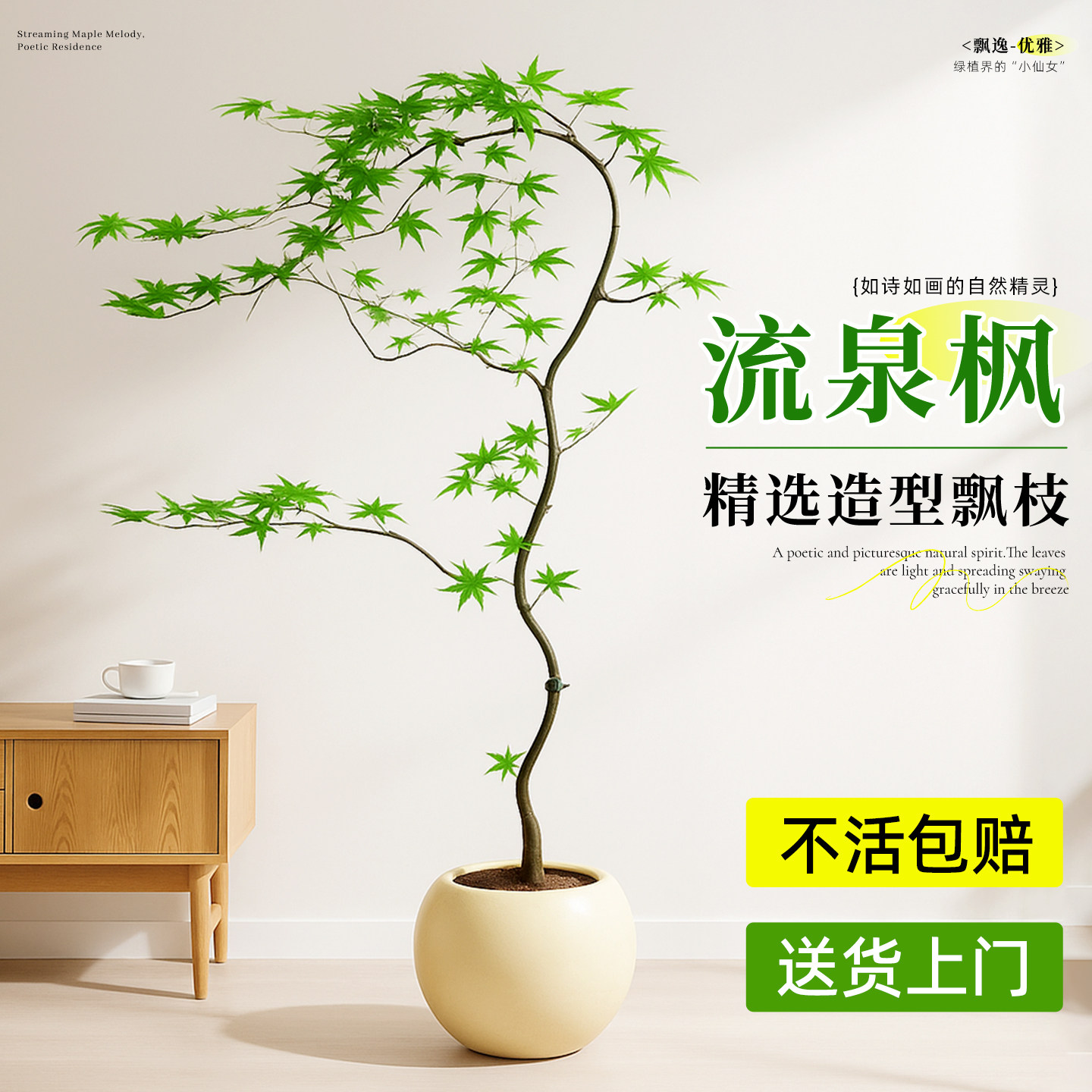 流泉枫盆栽造型盆景玄关室内植物观叶好养枫树苗网红客厅落地绿植,鲜花速递/花卉仿真/绿植园艺,大型绿植/成品组合盆栽,淘宝优惠券,粉丝福利购,淘宝优惠卷