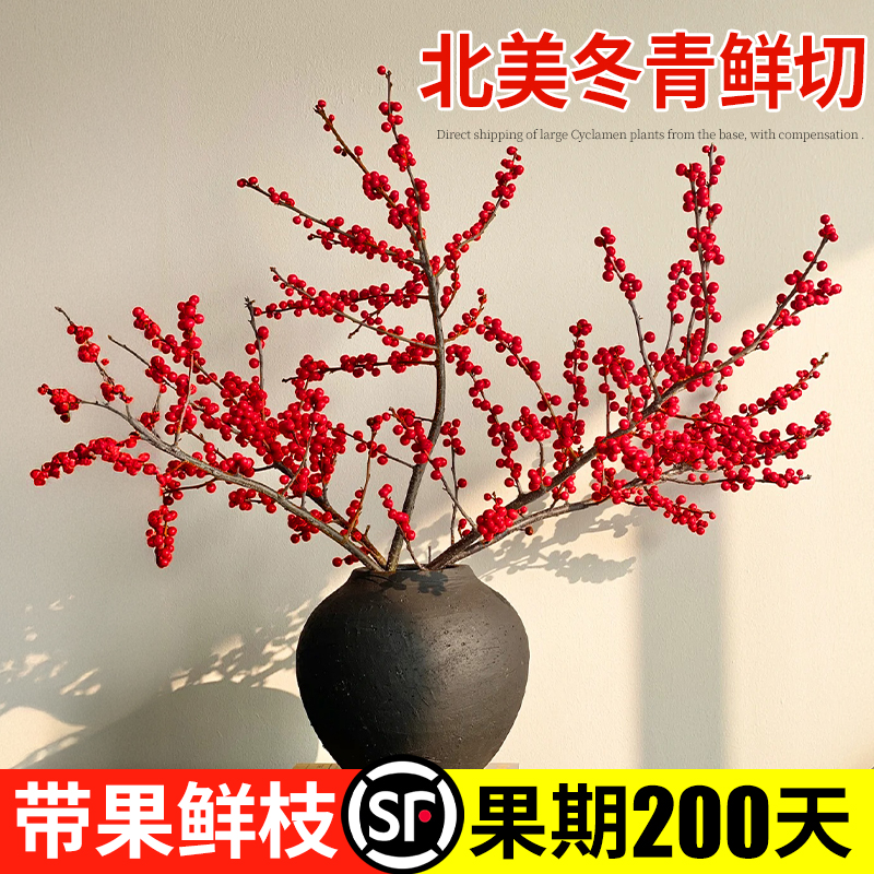 2025年宵花北美冬青非常好养