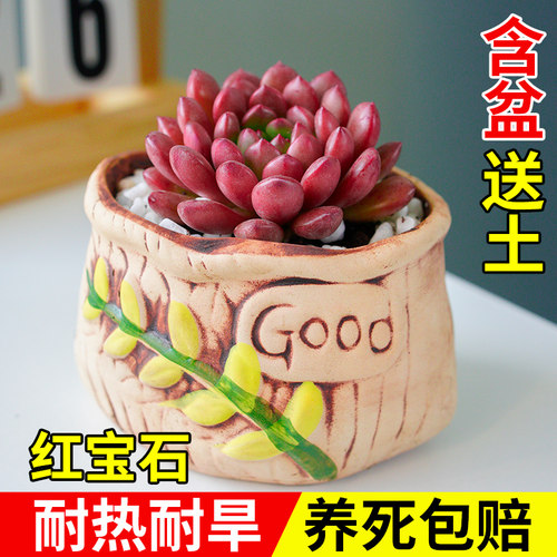 养不活包赔热卖陶瓷盆多肉