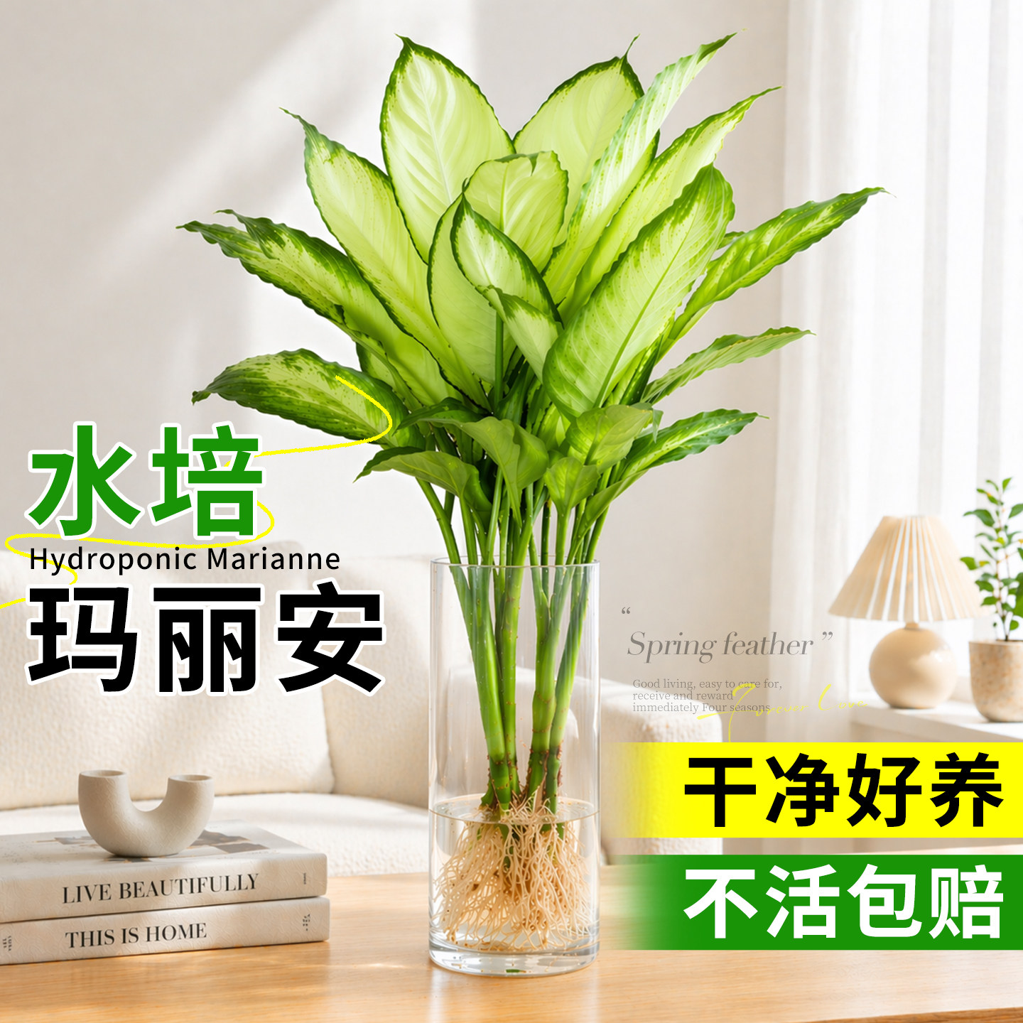 水培植物玛丽安万年青室内绿植盆栽富贵竹客厅办公室好养净化空气图片
