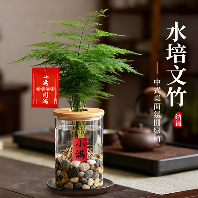 文竹盆栽室内水培绿植