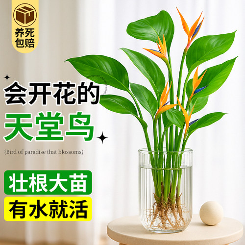 天堂鸟水培绿植新房净化空气