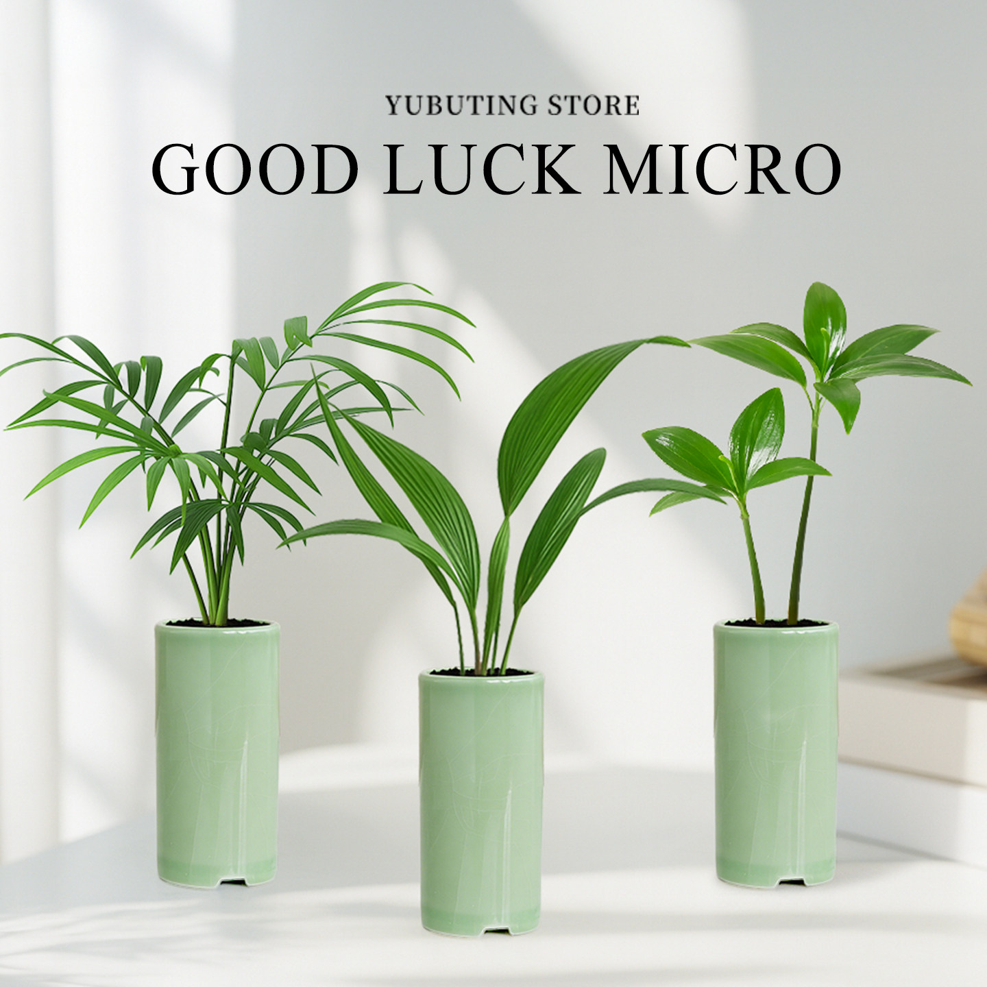 罗汉松小盆栽幸运草创意迷你拇指绿植物工位桌面招财摆件四季常青