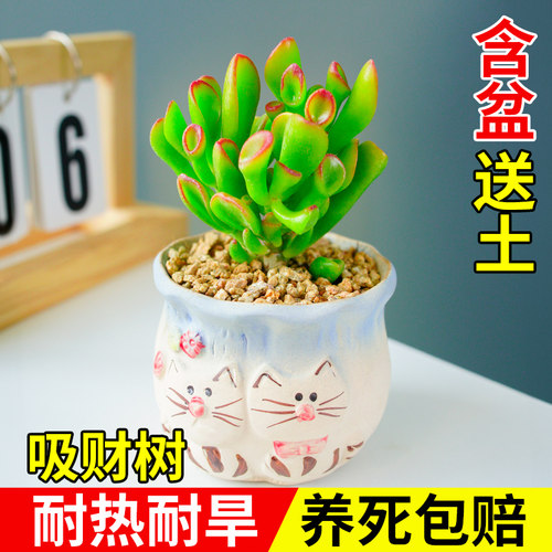养不活包赔热卖陶瓷盆多肉