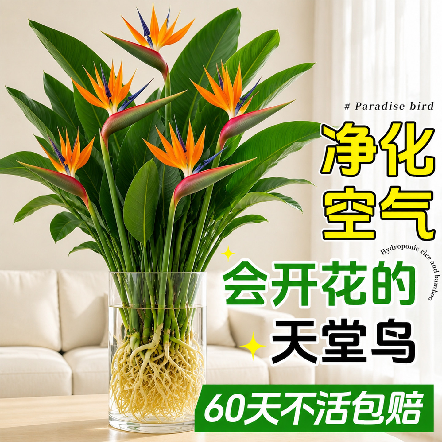 天堂鸟水培植物室内桌面花卉图片
