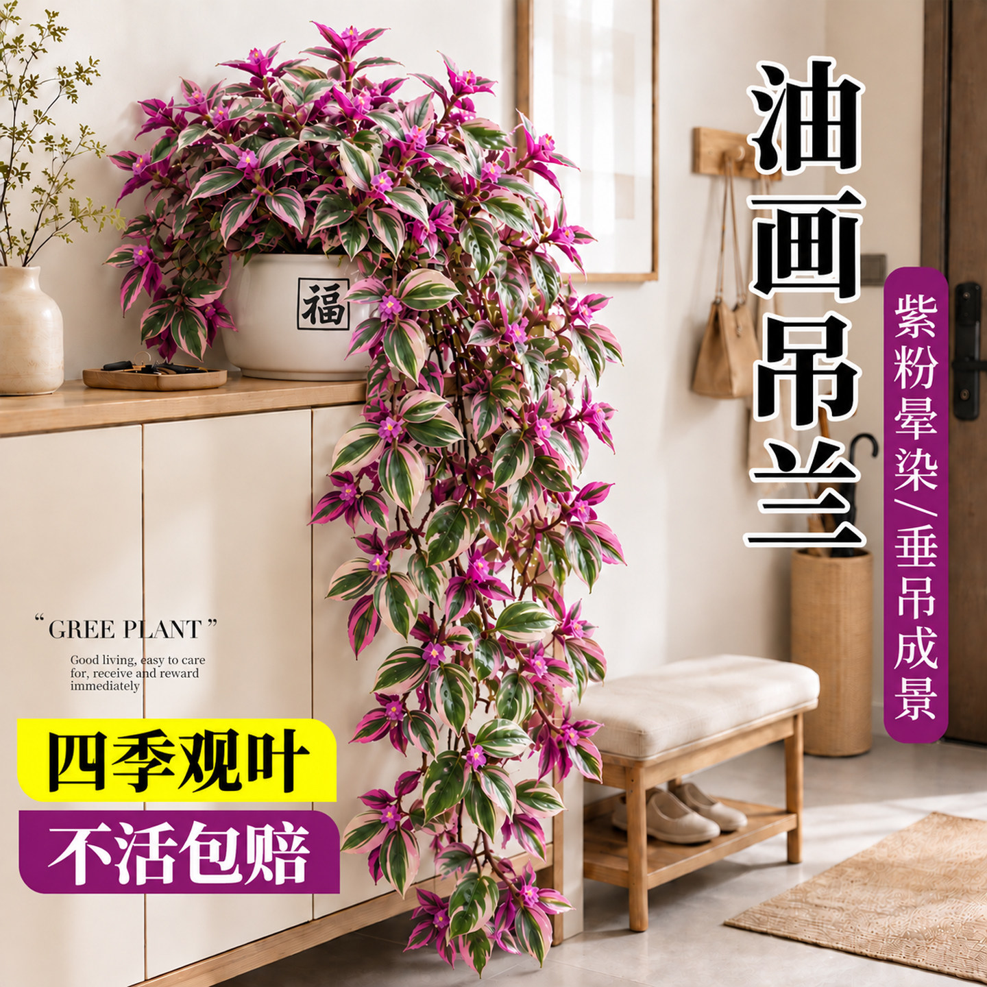 油画婚礼垂吊兰盆栽桌面多肉绿植物室内水培四季好养紫露兰草花卉