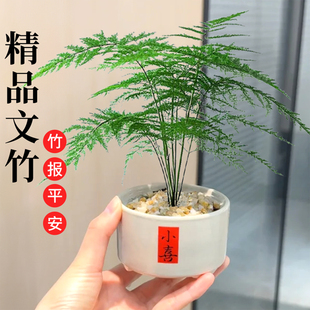 文竹盆栽室内桌面微景观四季常青懒人好养桌面绿植老桩文竹小盆景