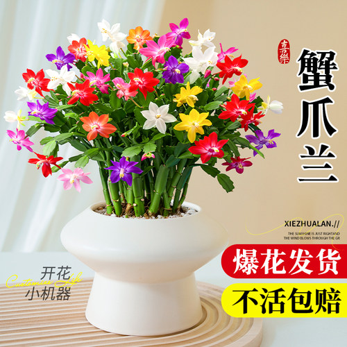 蟹爪兰盆栽带花苞嫁接植物苗四季重瓣进口精品室内小绿植花卉鲜花