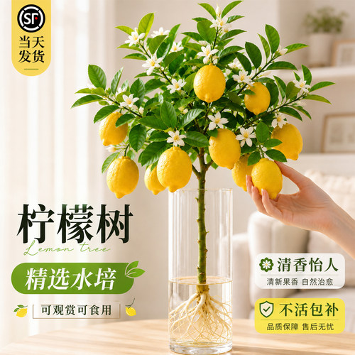 水培香水柠檬树盆栽可食用花卉绿植室内办公室桌面驱蚊虫四季好养