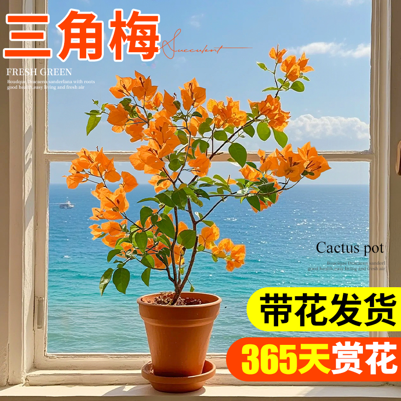 三角梅盆栽精品重瓣带花苞四季好养庭院老桩勤花绿植盆景高端花卉