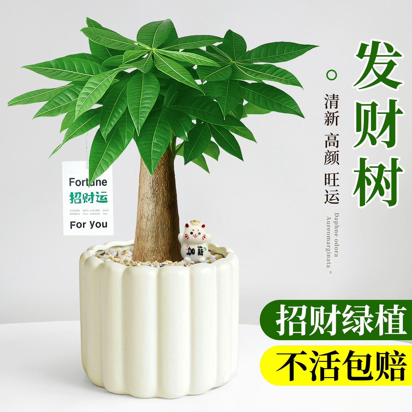 发财树绿植盆栽办公室桌面植物