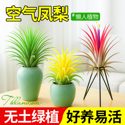 空气凤梨无土植物绿植盆栽支架创意装饰摆件办公室内桌面懒人植物