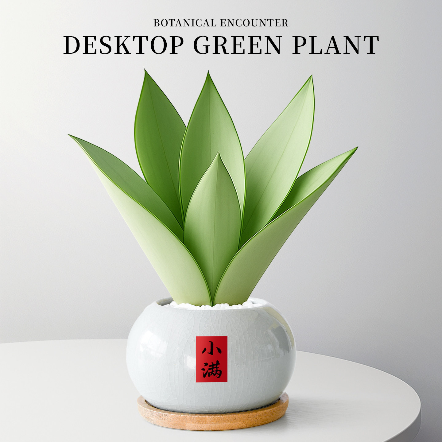 白玉虎皮兰绿植盆栽室内植物名贵稀有品种客厅办公室桌面盆景花卉,鲜花速递/花卉仿真/绿植园艺,绿植,淘宝优惠券,粉丝福利购,淘宝优惠卷